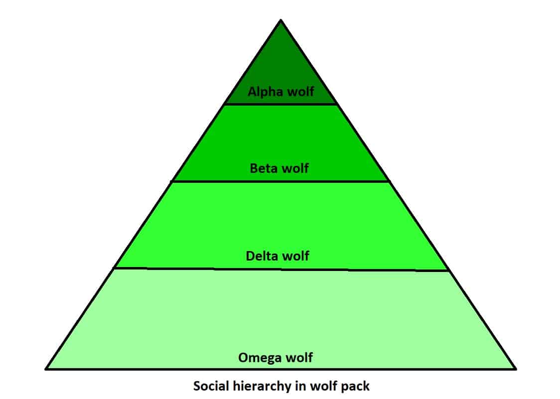 hierarchy