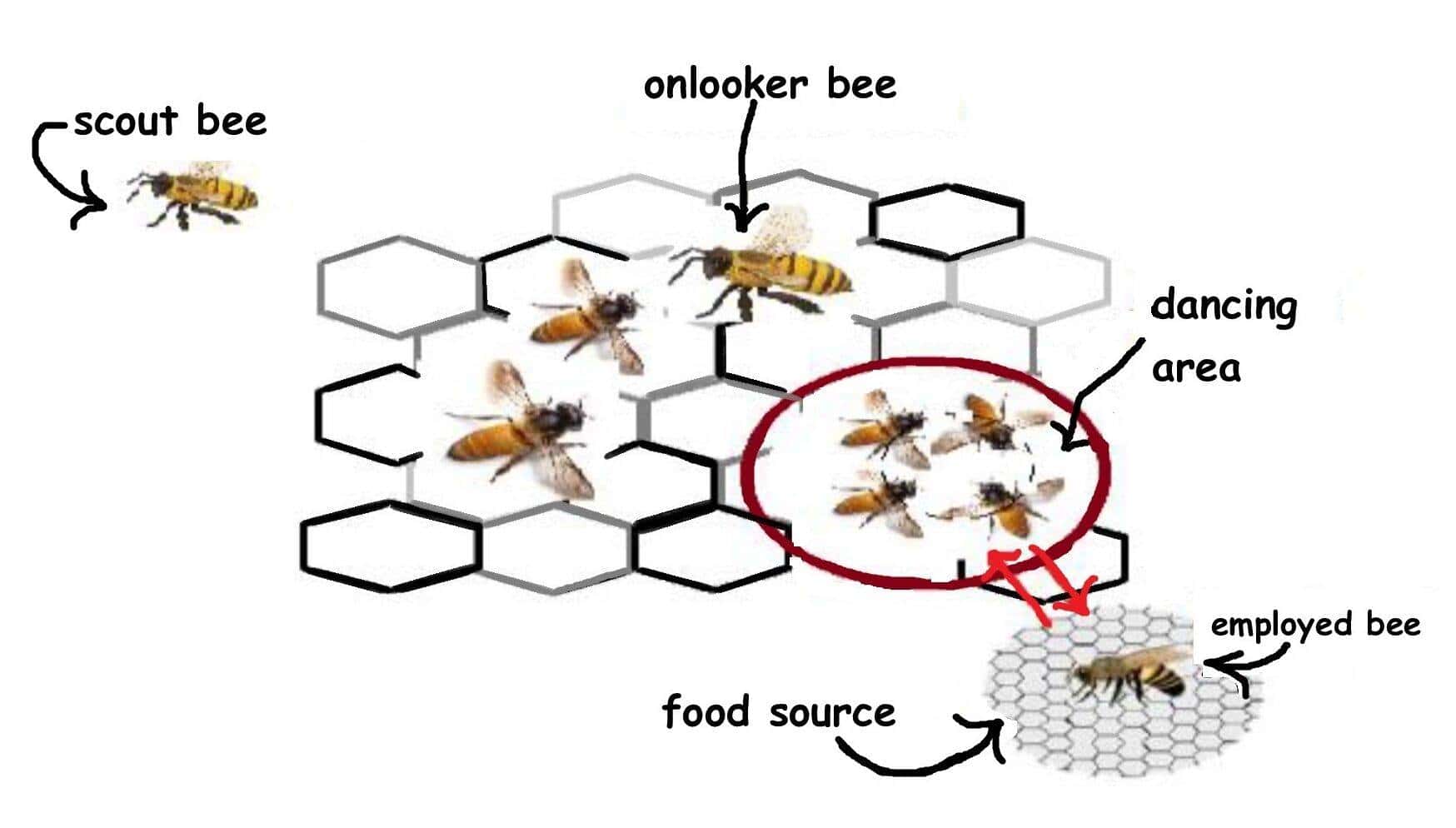 waggle dance