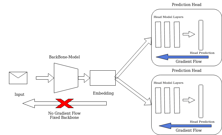 A diagram highlighting the gradient flow of in a multi-headed network with a fixed backbone